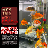 云峰海瑞观赏金鱼 冷水鱼 观赏鱼耐活鱼 活体鱼 淡水鱼小金鱼活鱼锦鲤活鱼 养不死金鲫鱼6-7cm12条+2条抵损