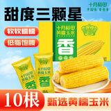 十月稻田 黄糯玉米 10根 4.4斤 东北粘玉米棒 低脂早餐 杂粮 粗粮礼盒