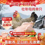 三德子好甄选壮年老母鸡 净重1.8-2.4斤 散养土鸡350天鸡肉生鲜月子鸡汤