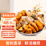 美加佳智利熟冻贻贝肉净重2斤（500g*2袋）100-200只 海鲜水产
