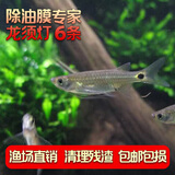 云峰海瑞清洁鱼活体热带鱼观赏鱼水族宠物工具鱼垃圾鱼老鼠鱼鱼缸除藻 除油膜专家龙须灯   6条