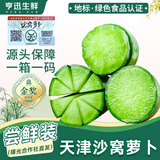 亨迅天津沙窝萝卜脆甜水果萝卜绿青萝卜特产根茎类新鲜蔬菜 尝鲜试吃2枚装丨小沙窝村直发