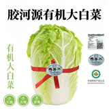 胶河源有机胶州大白菜健康无农残有机认证国家地理标志认证产品 有机胶州大白菜4-5斤/颗