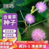 花沃里含羞草种子约200粒 花种子家庭盆栽土花卉种子阳台办公庭院草籽