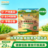 爷爷的农场儿童拇指小玉米400g(6-8根) 宝宝儿童早餐零食杂粮拇指白糯玉米