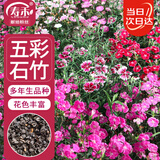 寿禾 石竹花种子苗盆栽庭院室内外种植花卉种籽 五彩石竹种子约1000粒