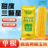 十月稻田 黄糯玉米 1根 220g 东北粘玉米棒 减脂早餐 杂粮粗粮
