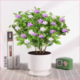 开花双色茉莉四季浓香型庭院花卉鸳鸯盆栽绿植净化茉莉花耐寒花卉 粉白双色【驱蚊虫】八年精品苗【买一发二棵】开花爆满