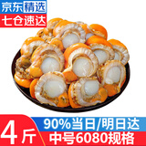 优牧冠 冷冻扇贝肉 部分带黄可做蒜蓉粉丝扇贝 70%固形物含量 中号净重 4斤
