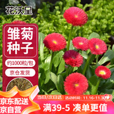 花沃里雏菊花种子约1000粒 花卉种子阳台盆栽种菜土四季草籽庭院/田间种