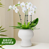爱优尚蝴蝶兰盆栽中秋节礼物乔迁年宵花送礼客厅办公室四季开花源头直发