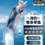 湘明有絮带鱼 海钓特级大带鱼整条鲜带鱼特大号整箱海鲜刀鱼年货礼盒 10斤装（1.5-2斤/条）