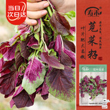 寿禾 花苋菜种子苗汉菜秋季家庭盆栽蔬菜种籽 潍丰花叶苋菜种子12g