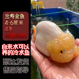 云峰海瑞观赏金鱼 冷水鱼 观赏鱼耐活鱼 活体鱼 淡水鱼小金鱼活鱼锦鲤活鱼 兰寿4-6厘米4条（颜色随机）