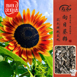 寿禾 向日葵种子苗彩色混色花籽 潍丰缤纷向阳向日葵种子5g约190粒