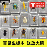 Aseblarm真实昆虫标本真虫动物树脂化石考古盲盒儿童挖掘玩具男女孩礼物 35*25*12MM 随机6个装（不重复）