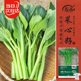 寿禾 四九菜心种子苗四季种青菜苔蔬菜籽 潍育卓嫩7号四九菜心种子50g