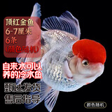 云峰海瑞观赏金鱼 冷水鱼 观赏鱼耐活鱼 活体鱼 淡水鱼小金鱼活鱼锦鲤活鱼 顶红金鱼6-7厘米6条（颜色随机）