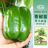 寿禾 彩椒苗灯笼椒青椒菜椒种苗方椒秋冬季蔬菜苗种苗寿光菜种苗 (绿甜椒）青椒苗 3棵