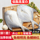 滋百尚新鲜冷冻银鲳鱼海鲜水产无冰鲜活海鱼白鲳鱼昌鱼平鱼火锅烧烤食材 【无冰】舟山野生银鲳鱼 净重6斤（约5-7条/斤）