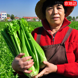 京地达山东新鲜大西芹 净重3斤 单棵500g+ 榨汁专用 源头直发包邮