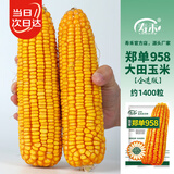 寿禾郑单958玉米种子苗大田优良菜籽 企选版郑单958玉米种子约1400粒