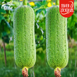寿禾 肉丝瓜种子苗短棒菜瓜家庭盆栽种植菜籽 潍丰小胖肉丝瓜种子25粒