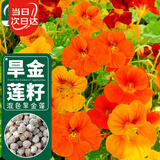 寿禾 旱金莲种子苗旱荷花盆栽花卉种子 潍育寿艺旱金莲混色种子150粒