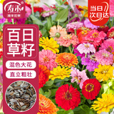 寿禾 百日草种子苗混色百日菊四季花卉种籽 潍丰百日草种子约500粒