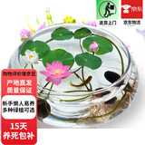 观赏莲子水培植物阳台花卉水生水养花盆栽 观赏莲子30粒