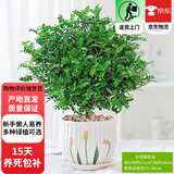 欧芽清香胡椒木植物办公室桌面绿植花卉 盆栽室内客厅 清香木盆景苗【郁金香陶瓷盆】 含盆