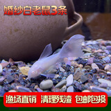 云峰海瑞清洁鱼活体热带鱼观赏鱼水族宠物工具鱼垃圾鱼老鼠鱼鱼缸除藻 婚纱白老鼠3条
