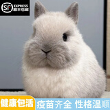 梦茜儿（MEXEMINA）兔子活物侏儒兔凤眼小型茶杯兔长不大不咬人宠物荷兰垂耳兔子活体 暹罗侏儒兔【公母可选】
