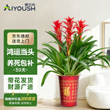 爱优尚鸿运当头盆栽年宵花客厅办公室内大型绿植物凤梨红运当头源头直发