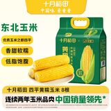 十月稻田 四平黄糯玉米 3.52斤(220g*8根)东北玉米棒 低脂早餐 零食