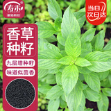 寿禾 九层塔种子苗罗勒可食用香料香草种籽 潍丰埋香九层塔种子2000粒