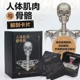 人体肌肉与骨骼解剖卡片 运动骨骼肌肉解剖学 运动解剖图谱 人邮体育出品