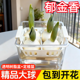花翁水培植物室内阳台盆栽花卉 混色郁金香4颗+树脂方盆+内篮源头直发