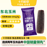十月稻田 黑糯玉米 1根 200g 代餐早餐 真空包装 花青素