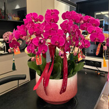 元族【2小时达】大花蝴蝶兰盆栽兰花同城配送鲜花送长辈生日乔迁礼物 【恭贺新禧】10株紫色蝴蝶兰盆栽（花盆随机）