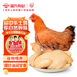 温氏 供港黄油鸡2.4斤 冷冻 农家土鸡母鸡走地鸡 慢养110天以上