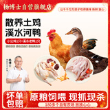 杨博士皖南土鸭小公鸡组合 净重3斤及以上 老鸭土鸡鸭肉源头直发包邮