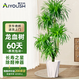 爱优尚龙血树绿植盆栽龙须树室内办公室客厅造型大型落地植物源头直发