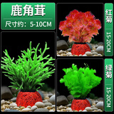 疯狂水草水草植物鱼缸造景生态阴性 赛级鹿角茸红菊花绿菊花 源头直发包邮