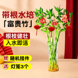 京云梦转运竹盆栽绿植居家水培四季花卉50cm不含盆10根贺卡源头直发