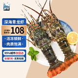 鲟食 生鲜小青龙新鲜冷冻龙虾 国产超大青龙虾年夜饭海鲜大虾春节送礼 净重2斤装（共3-4只）【实惠】