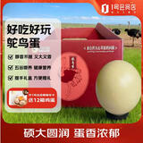 蒙元鸵鸵鸟蛋 2.5斤(1枚)新鲜巨无霸特大禽蛋源头直发包邮 礼盒特产