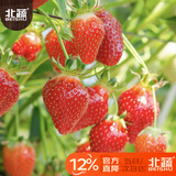 北蔬 红草莓种子种苗四季盆栽阳台室内庭院水果籽 奶油草莓种子1000粒