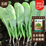 北蔬 萝卜芽苗菜种子苗春季家庭种植水培蔬菜籽 青萝卜芽苗菜种子200g