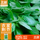 北蔬 荆芥种子大叶河南罗勒香菜四季蔬菜籽 农家清香荆芥籽5g约2500粒